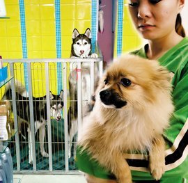 寵物托管服務(wù) 為愛(ài)寵提供專業(yè)呵護(hù)與安全港灣