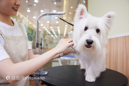 寵物美容 女性技師為愛(ài)犬打造精致造型